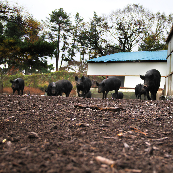 흙에서 사는, 제주 재래 흑돼지 - 흙돈자체브랜드국내 둘러앉은밥상