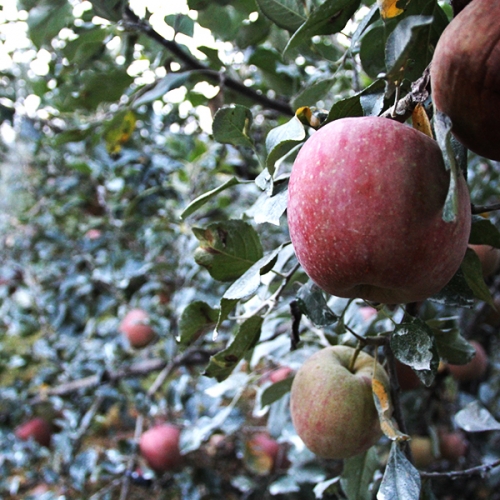아침에 사과 나무에서 익힌 유기농 부사 5k자체브랜드국내 둘러앉은밥상