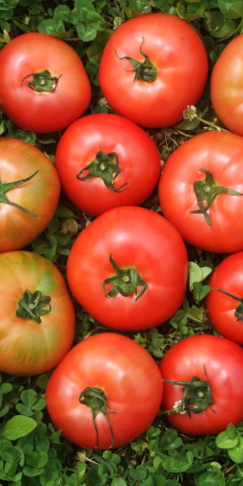 유기농 토마토  3k 5k자체브랜드아산시 둘러앉은밥상