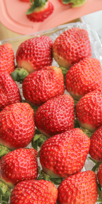 [SOS 특가할인] 생명생태농장의 토경재배 옛날 딸기 그 맛 유기농 딸기 - 육보자체브랜드합천군 둘러앉은밥상