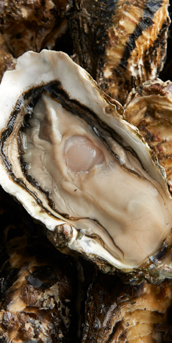 숨굴 300g 500g Pacific Oyster 참굴 한산도 남녘 바다 남빛 굴볕 쬐는 싱싱스의자체브랜드거제시 둘러앉은밥상